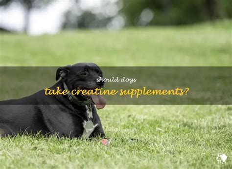 Can You Give Dogs Creatine