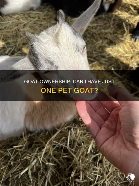 Can You Have Just One Goat