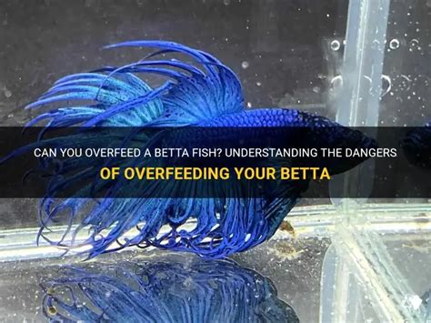 Can You Overfeed Betta Fish