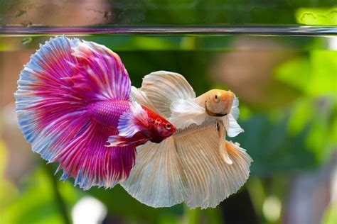 Can You Put 2 Female Betta Fish Together