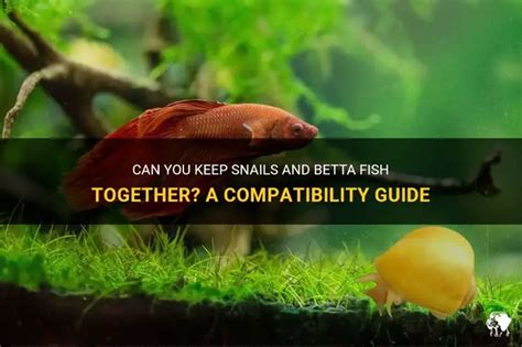 Can You Put Snails With Betta Fish