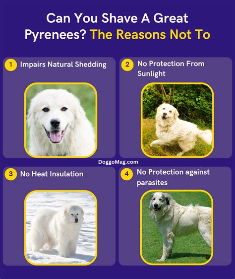 Can You Shave Great Pyrenees