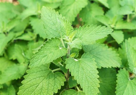 Can You Smoke At Concerts