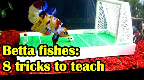 Can You Train A Fish