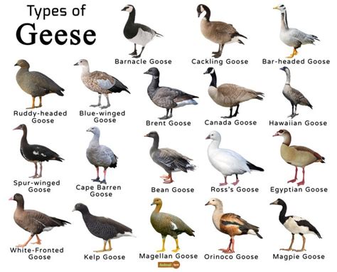 Canada Goose Age Chart