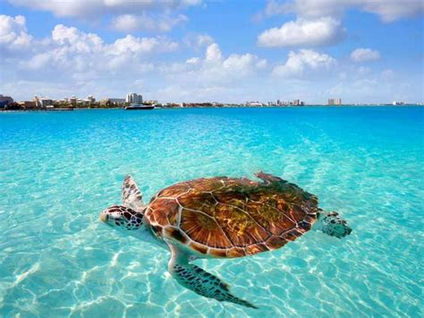 Cancun Excursion Cost