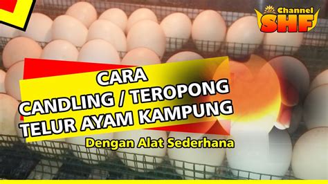 Candling Telur Ayam