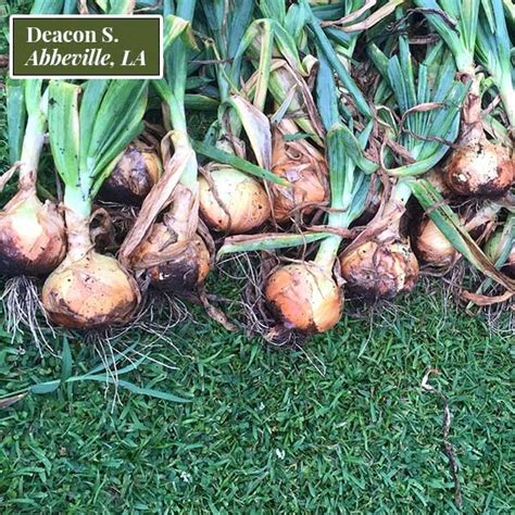 Candy Onion Plants