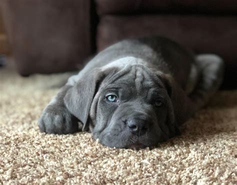 Cane Corso And Neapolitan Mastiff Mix Puppies: What You Need To Know
