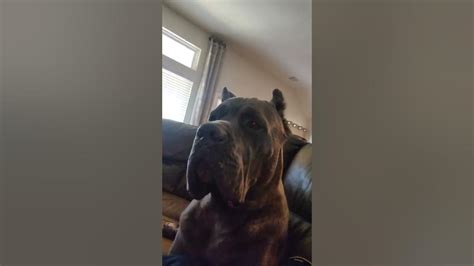 Cane Corso Attacks Owner: Understanding The Incident In 2023