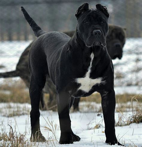 Cane Corso Black Dogo Canario: A Unique And Loyal Breed