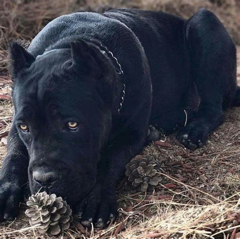 Cane Corso Black Panther Puppy
