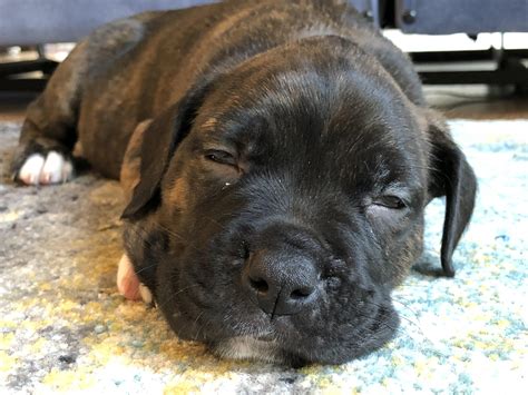 Cane Corso Boxer Mix Puppy: A Unique And Lovable Breed