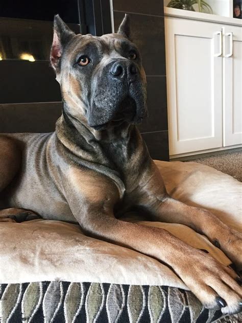 Cane Corso Breeders California Northern