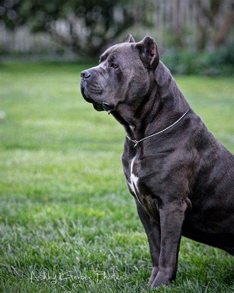 Dogo Argentino Cane Corso Mix For Sale Bulldog Lover