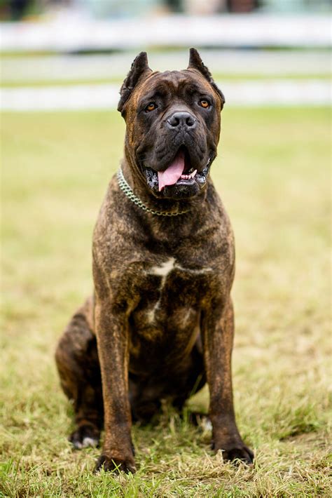 Dog for adoption WILLOW, a Cane Corso in Glendale, AZ Petfinder