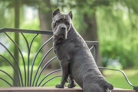 Cane Corso Colors All Colors Explained (With Pictures)
