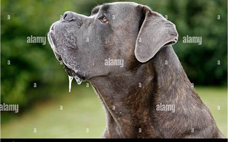 Does Cane Corso Drool?