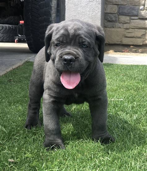 Beautiful blue female cane corso puppy in Old Trafford, Manchester