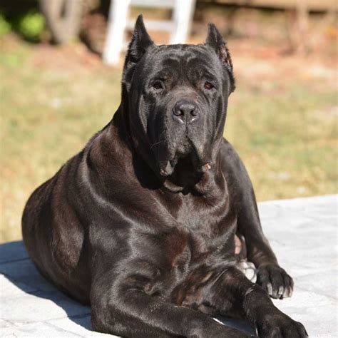 Cane Corso Female Weight: Everything You Need To Know