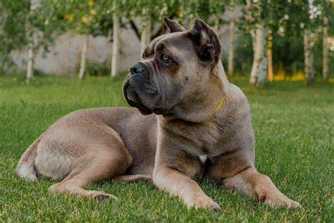Cane Corso Formentino: The Loyal Italian Guardian Dog