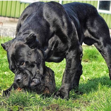 Cane Corso Huge Black Dog: The Gentle Giant Of The Canine World