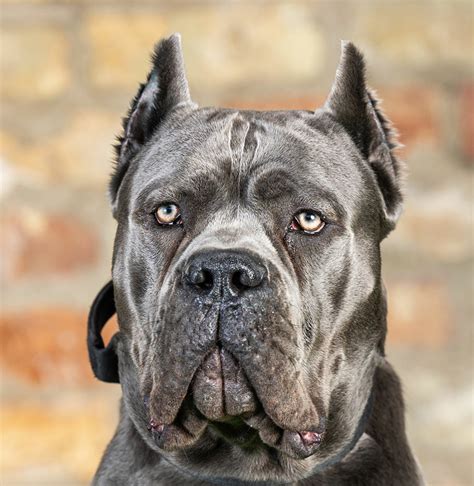 Trained Cane Corso Personal & Family Protection Dogs for Sale Uk
