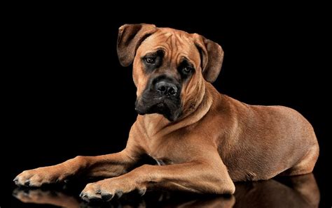 Cane Corso Red Nose: All You Need To Know About This Unique Breed