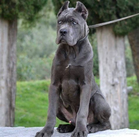 Cane Corso Silver Brindle: The Majestic And Unique Dog Breed Of 2023