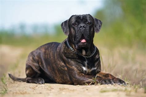 Cane Corso Uncropped Ears