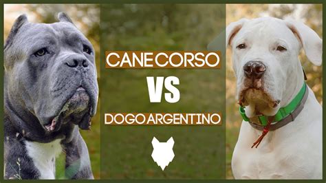 Cane Corso Vs Dogo Argentino Breed Comparison