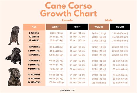 Cane Corso Size And Weight Growth Charts Downloadable