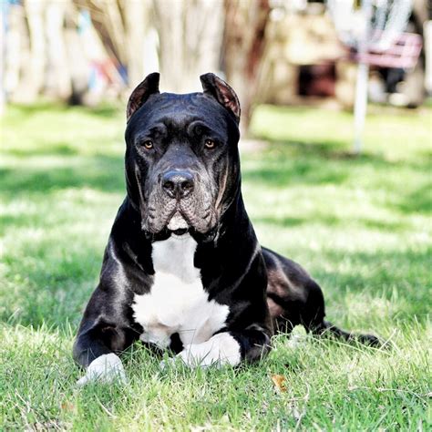 Cane Corso Xl Bully Mix: A Unique And Powerful Breed