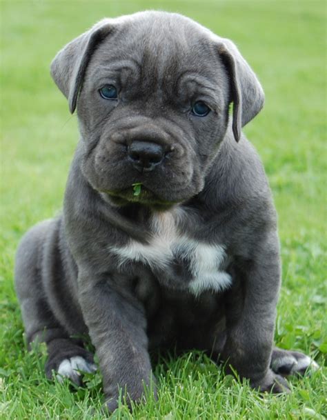 Cane Corso And Neapolitan Mastiff Mix Puppies: What You Need To Know