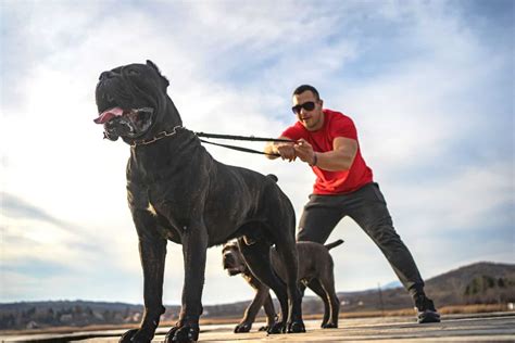 Cane Corso Attacks Owner: Understanding The Incident In 2023