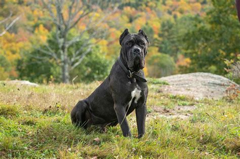 Cane Corso Avec Queue Longue