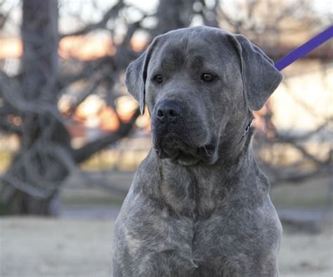 Cane Corso blue brindle female Cane corso