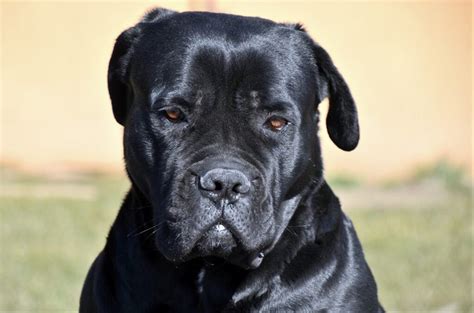 Cane Corso Breeders Alberta Bleumoonproductions