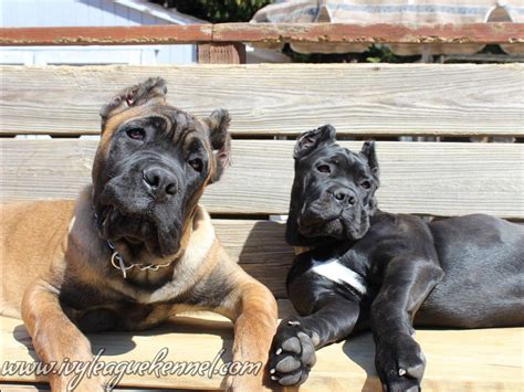 Cane Corso Breeders Maryland: Your Ultimate Guide