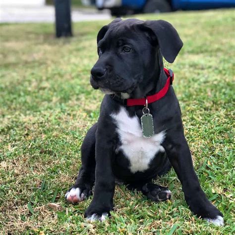 15 Cane Corso Mixes Your Powerful And Muscular Mate