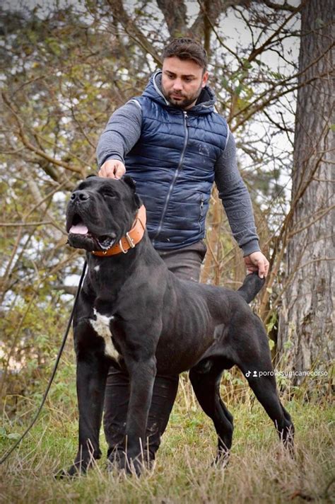 Zeus Gerassi Corso AKC Champion CANE CORSO KENNEL