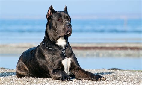 Cane Corso Dog Breed Information & Characteristics Daily Paws