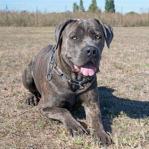 Cane Corso Colors All 12 Common & Rare Colors Puplore