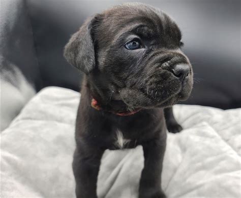 Cane Corso Puppies For Sale Houston, TX 110606
