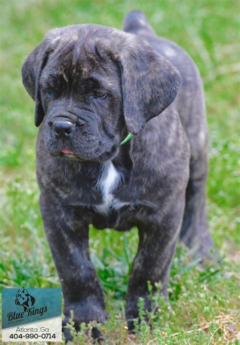 cane corso puppies for sale nc/king corso for sale