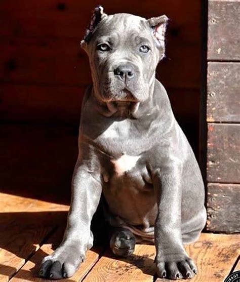 Cane Corso Puppies For Sale Houston, TX 173858