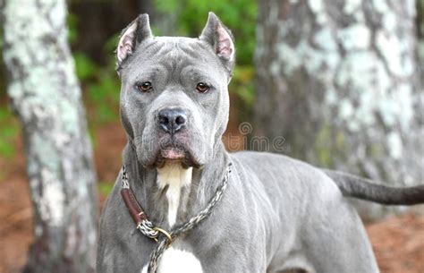 23+ Male Cane Corso Grey l2sanpiero
