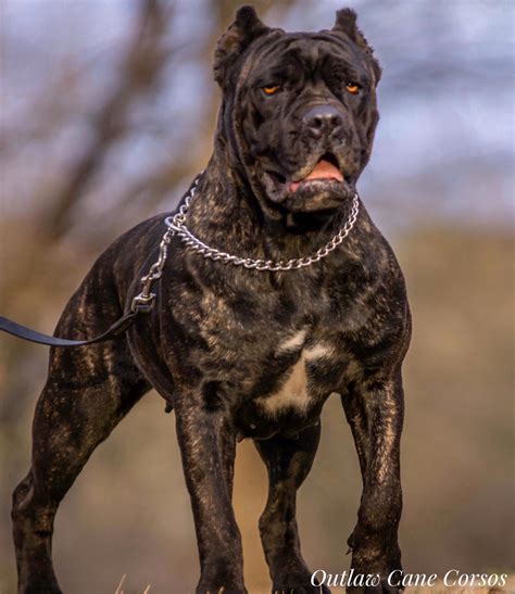 CastleGuard Cane Corso Puppies For Sale