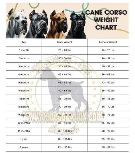 Cane Corso Height+Growth Chart How Tall Will My Cane Corso Grow