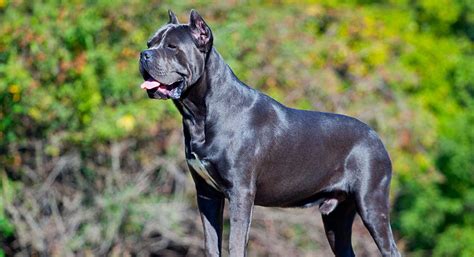 Cane corso Italian mastiff puppies for sale Dudley, West Midlands